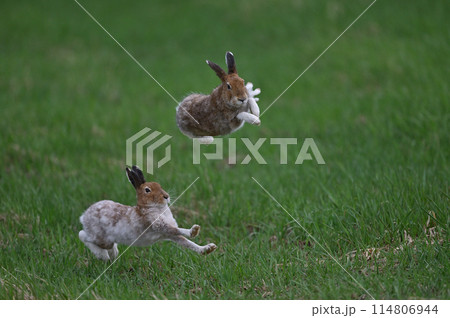ユキウサギ113（北海道） 114806944