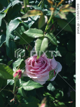 バラ　大阪　中之島公園　中之島バラ園　花の写真　曇りの日のバラ 114807049