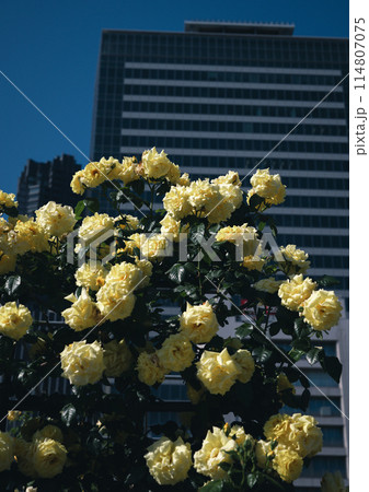 バラ　大阪　中之島公園　中之島バラ園　花の写真　曇りの日のバラ 114807075