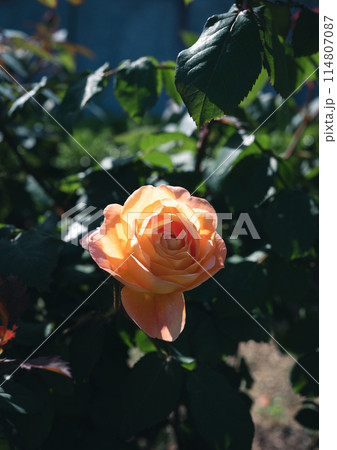 バラ　大阪　中之島公園　中之島バラ園　花の写真　曇りの日のバラ 114807087
