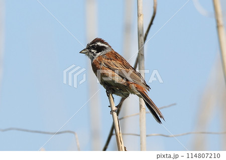 ホオジロ 114807210