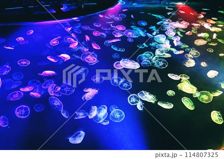 カラフルなクラゲ カラフルなクラゲ 114807325
