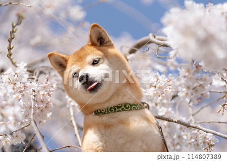 しだれ桜背景に柴犬　桜と柴犬　かわいい柴犬　柴犬茜 114807389