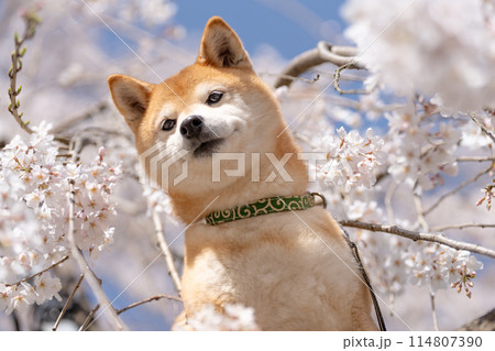 しだれ桜背景に柴犬　桜と柴犬　かわいい柴犬　柴犬茜 114807390