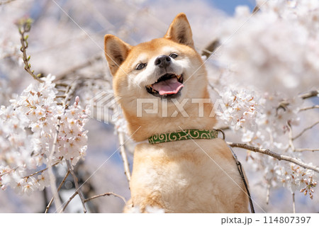 しだれ桜背景に柴犬　桜と柴犬　かわいい柴犬　柴犬茜 114807397