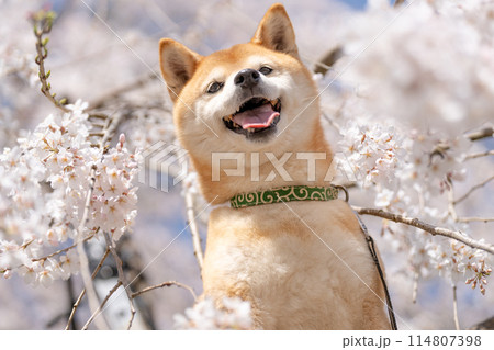 しだれ桜背景に柴犬　桜と柴犬　かわいい柴犬　柴犬茜 114807398