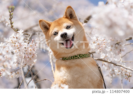 しだれ桜背景に柴犬 桜と柴犬 かわいい柴犬 柴犬茜 しだれ桜背景に柴犬 桜と柴犬 かわいい柴犬 柴犬茜 114807400