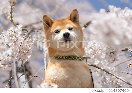 しだれ桜背景に柴犬 桜と柴犬 かわいい柴犬 柴犬茜 しだれ桜背景に柴犬 桜と柴犬 かわいい柴犬 柴犬茜 114807409