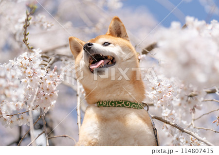 しだれ桜背景に柴犬　桜と柴犬　かわいい柴犬　柴犬茜 114807415