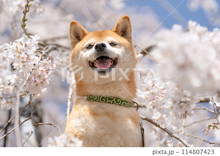 しだれ桜背景に柴犬　桜と柴犬　かわいい柴犬　柴犬茜 114807423