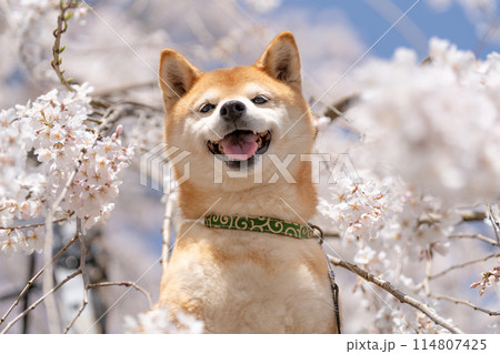 しだれ桜背景に柴犬　桜と柴犬　かわいい柴犬　柴犬茜 114807425