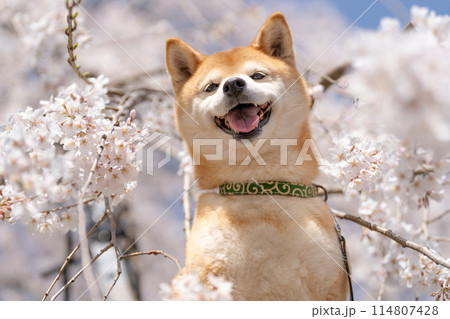 しだれ桜背景に柴犬　桜と柴犬　かわいい柴犬　柴犬茜 114807428