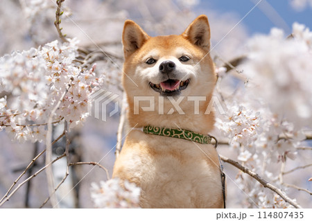 しだれ桜背景に柴犬 桜と柴犬 かわいい柴犬 柴犬茜 しだれ桜背景に柴犬 桜と柴犬 かわいい柴犬 柴犬茜 114807435