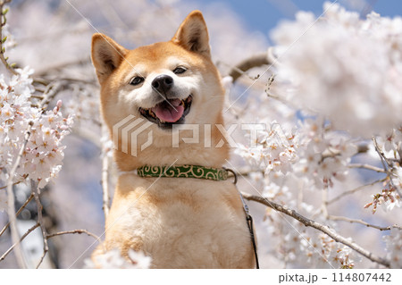 しだれ桜背景に柴犬 桜と柴犬 かわいい柴犬 柴犬茜 しだれ桜背景に柴犬 桜と柴犬 かわいい柴犬 柴犬茜 114807442