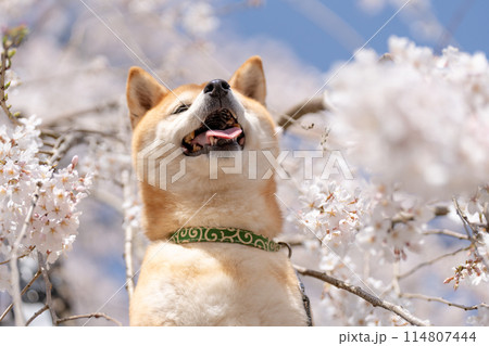 しだれ桜背景に柴犬　桜と柴犬　かわいい柴犬　柴犬茜 114807444