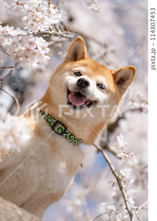 しだれ桜背景に柴犬 桜と柴犬 かわいい柴犬 柴犬茜 しだれ桜背景に柴犬 桜と柴犬 かわいい柴犬 柴犬茜 114807453