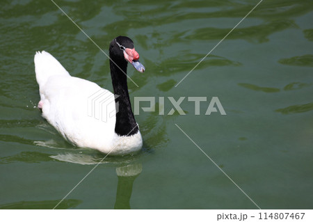 The black neck and White goose is drop water from The black neck and White goose is drop water from 114807467