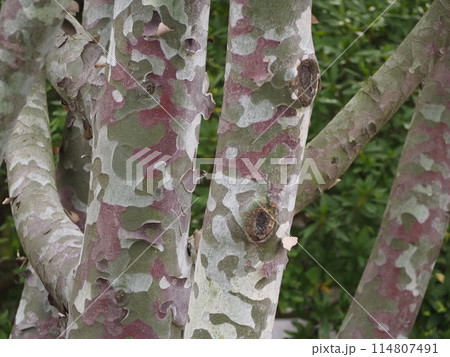 常緑樹　シロマツ 114807491