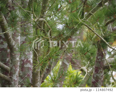常緑樹 シロマツ 常緑樹 シロマツ 114807492