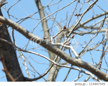 こじま花の会花畑桜並木の未だ蕾の固い桜の木 こじま花の会花畑桜並木の未だ蕾の固い桜の木 114807505