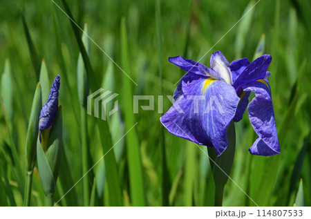 大阪　城北菖蒲園の花菖蒲 114807533