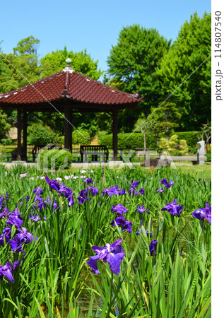 大阪　城北菖蒲園の花菖蒲 114807540
