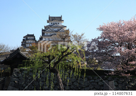 日本の城　姫路城　満開の桜に彩られた春の景観 114807631
