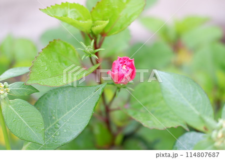 beautiful floral panorama as a background 114807687