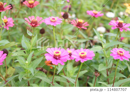beautiful floral panorama as a background beautiful floral panorama as a background 114807707