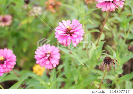beautiful floral panorama as a background 114807717