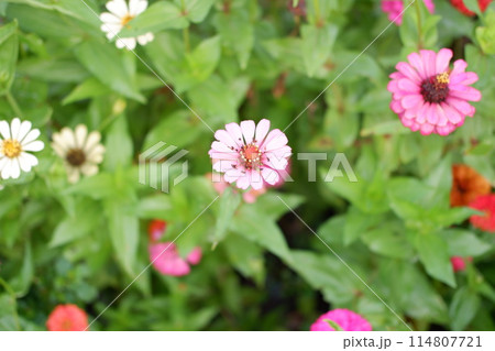 beautiful floral panorama as a background 114807721