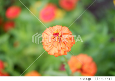 beautiful floral panorama as a background beautiful floral panorama as a background 114807731