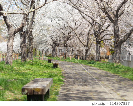 桜の並木道を散歩 桜の並木道を散歩 114807837