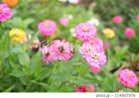 beautiful floral panorama as a background beautiful floral panorama as a background 114807976
