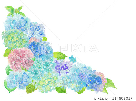 水彩絵の具で描いた6月のあじさい背景 114808017