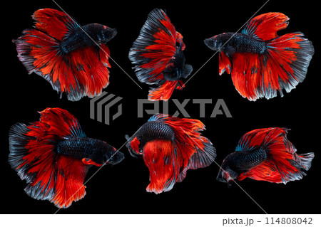 Swimming multi Action of Betta, Siamese fighting fish; Halfmoon black and red betta isolated on black background 114808042