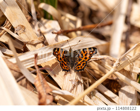 アカマダラ 114808122