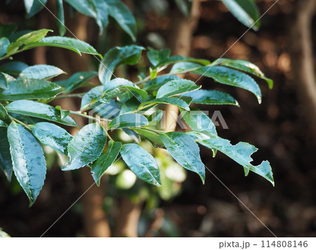 常緑樹　ヒサカキ 114808146