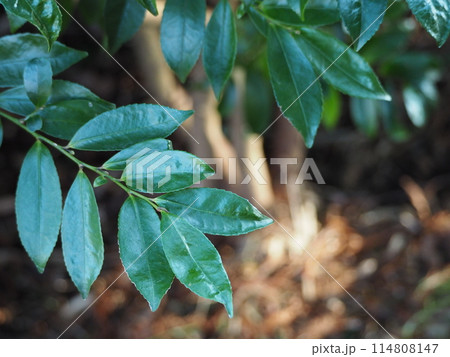 常緑樹 ヒサカキ 常緑樹 ヒサカキ 114808147