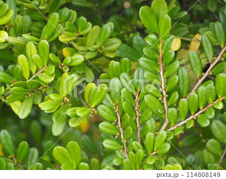 常緑樹　ハマヒサカキ 114808149