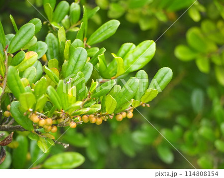 常緑樹　ハマヒサカキ 114808154