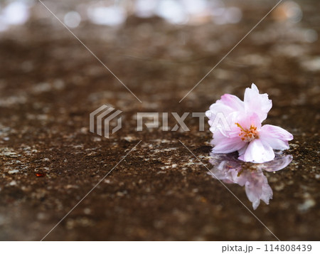 雨の日　水たまりに落ちた桜の花 114808439