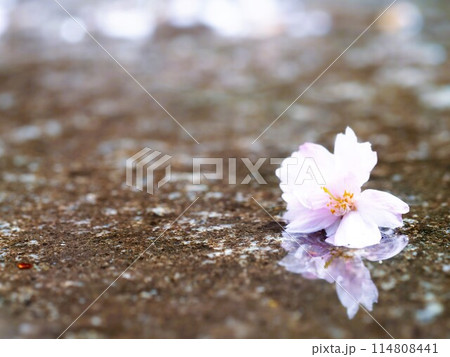 雨の日　水たまりに落ちた桜の花 114808441
