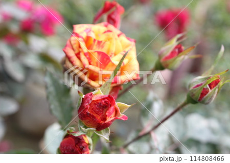 close-up of Rosa foetida flower 114808466