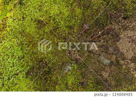 苔の生えた岩 114808485