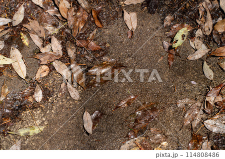 落ち葉の風景 114808486