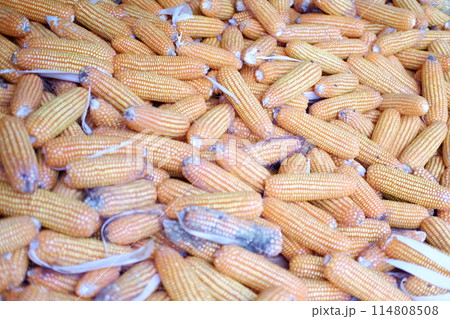 panoramic view of corn panoramic view of corn 114808508