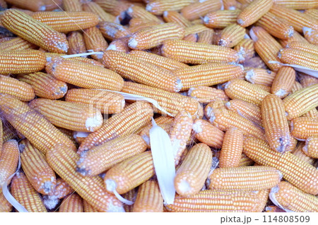 panoramic view of corn panoramic view of corn 114808509