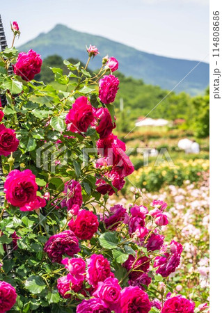 美しい薔薇 114808686