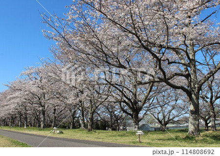 勝山城 勝山城 114808692